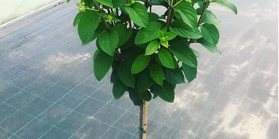 Ortensie rampicanti
